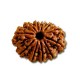 Premium 13 Mukhi Rudraksha